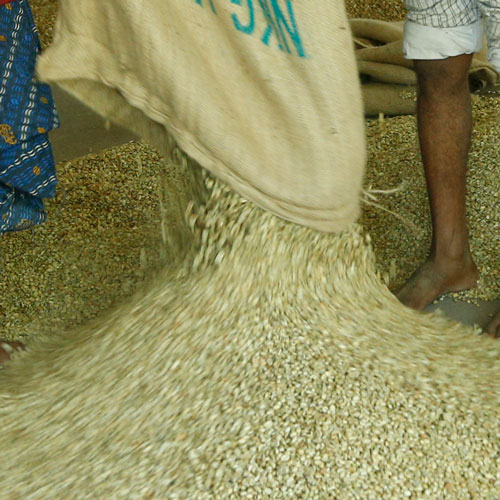 Monsooned Malabar production: Green coffee beans ariving at the monsooning facility.