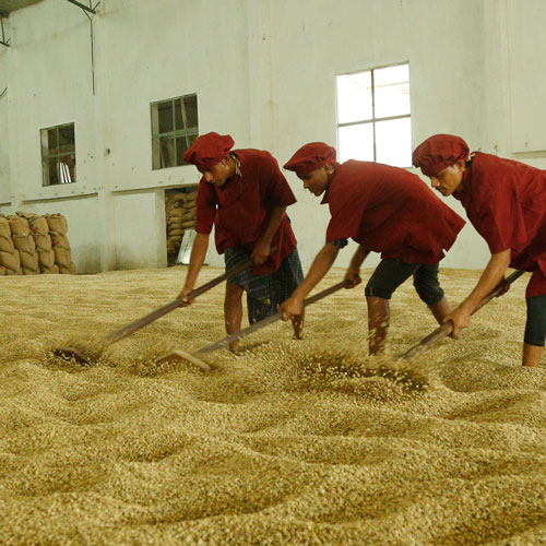 Monsooned Malabar production: Coffee beans are spread on the ground for monsooning.