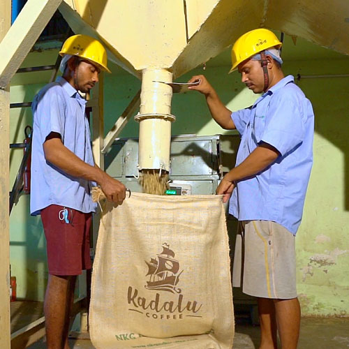 Monsooned Malabar production: Monsooned Malabar coffee gets packed in 50 kg bags for export.